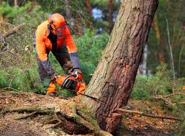 Best Commercial Tree Services  in North Zanesville, OH