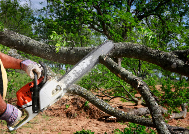 Best Hazardous Tree Removal  in North Zanesville, OH